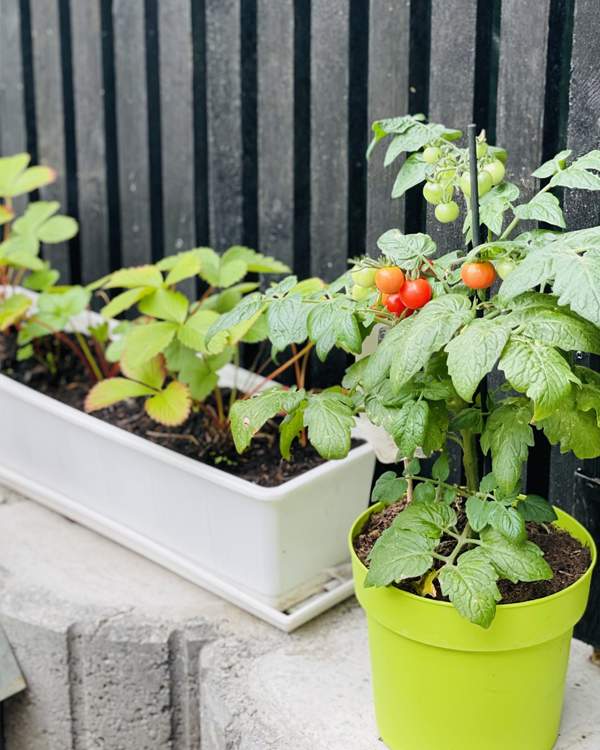 Selbst angebaute Tomaten und Erdbeeren aus dem Garten des Zwergenwalds